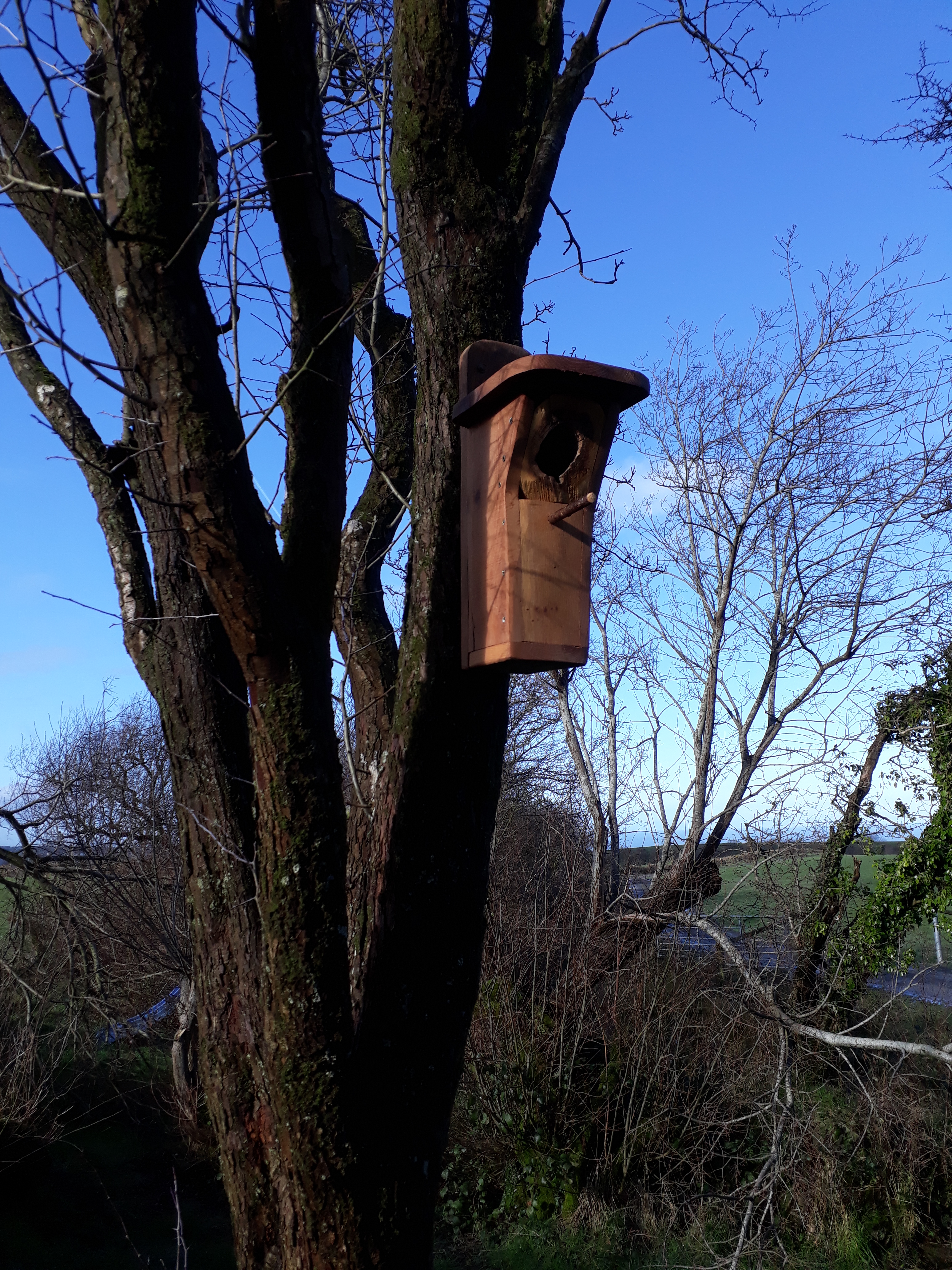 landworks-treehole-birdbox-ceredigion